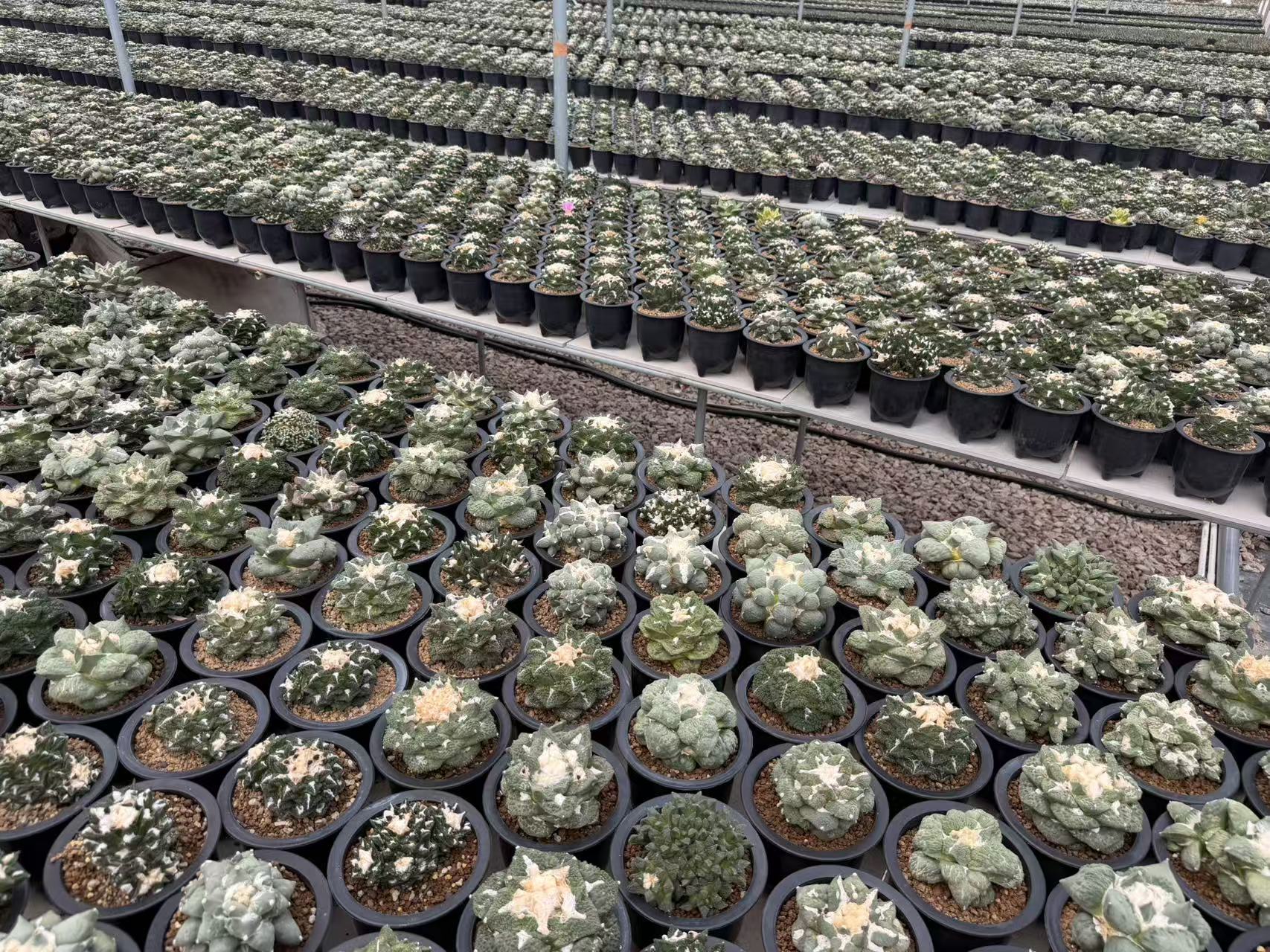 Premium Cactus