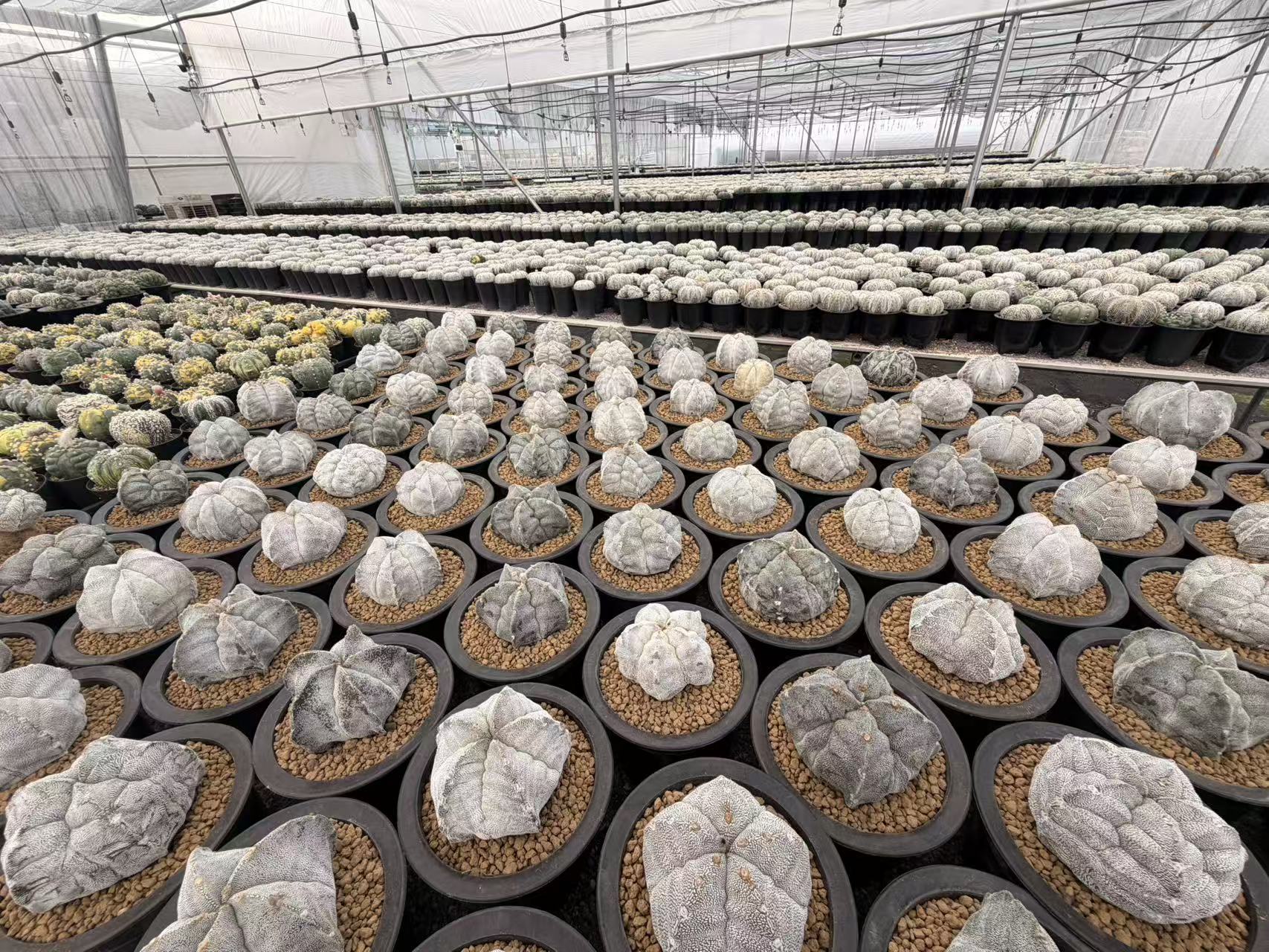 Greenhouse Interior