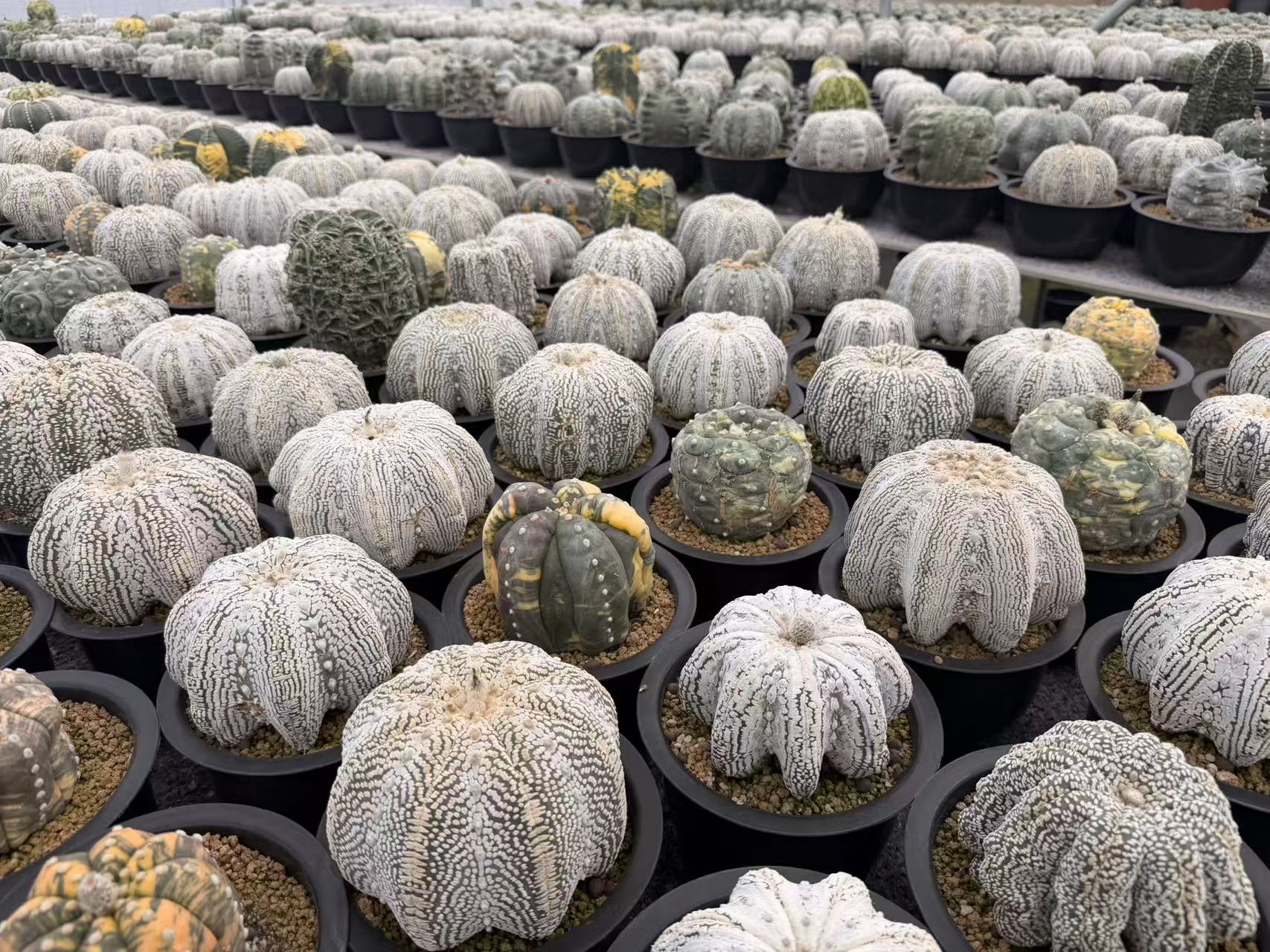 Nursery Panorama