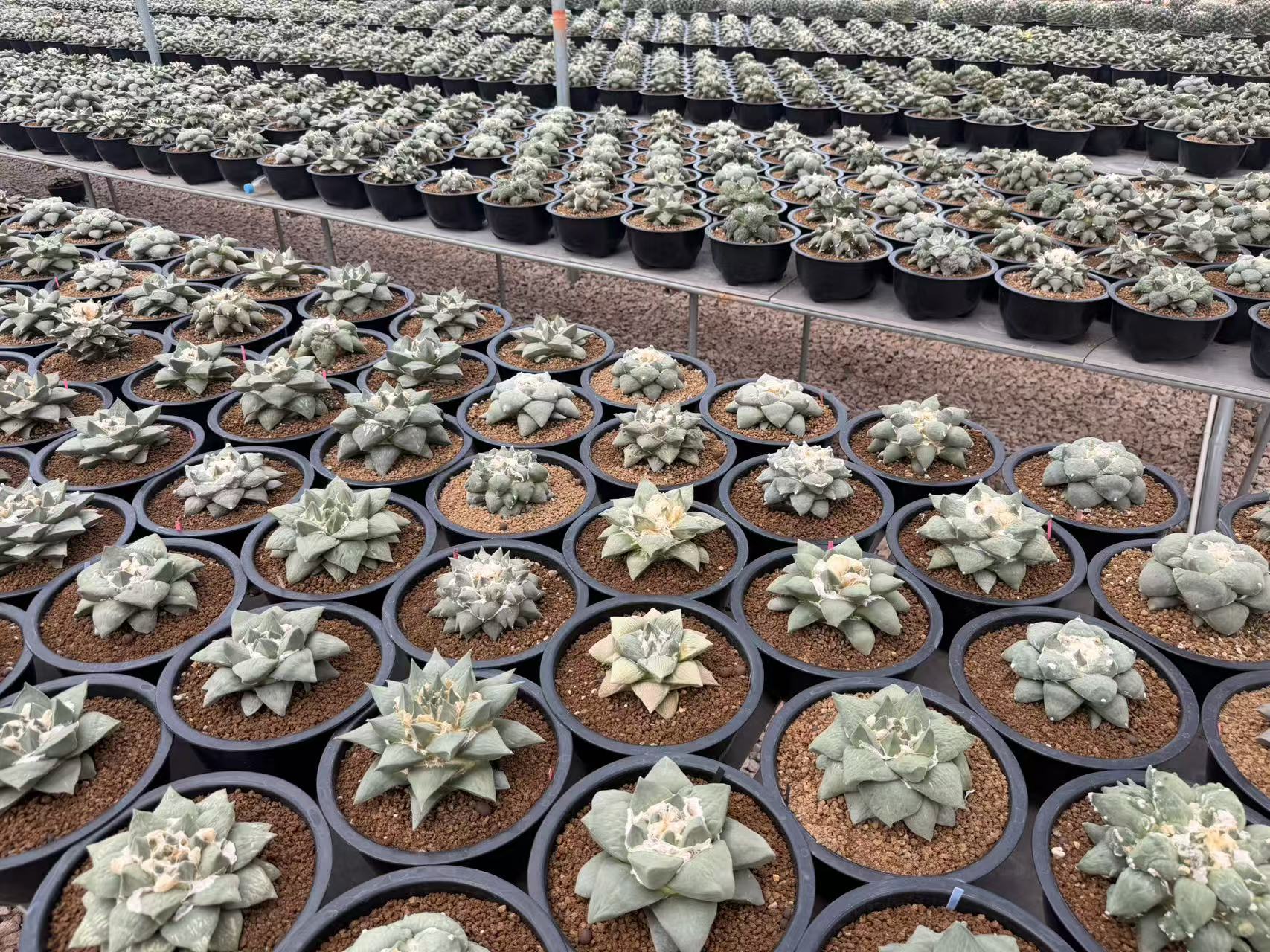 Spiny Cactus