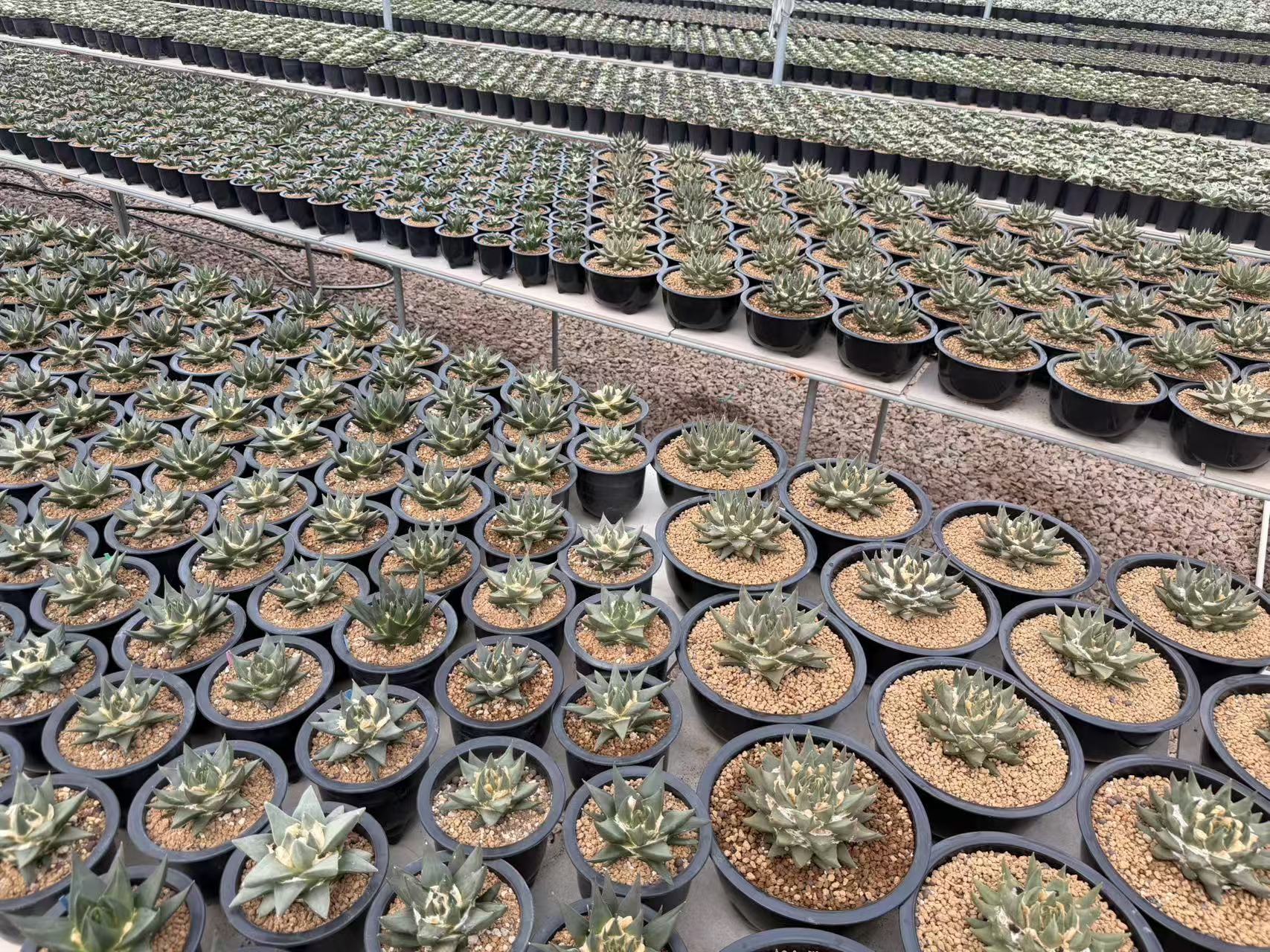 Succulents