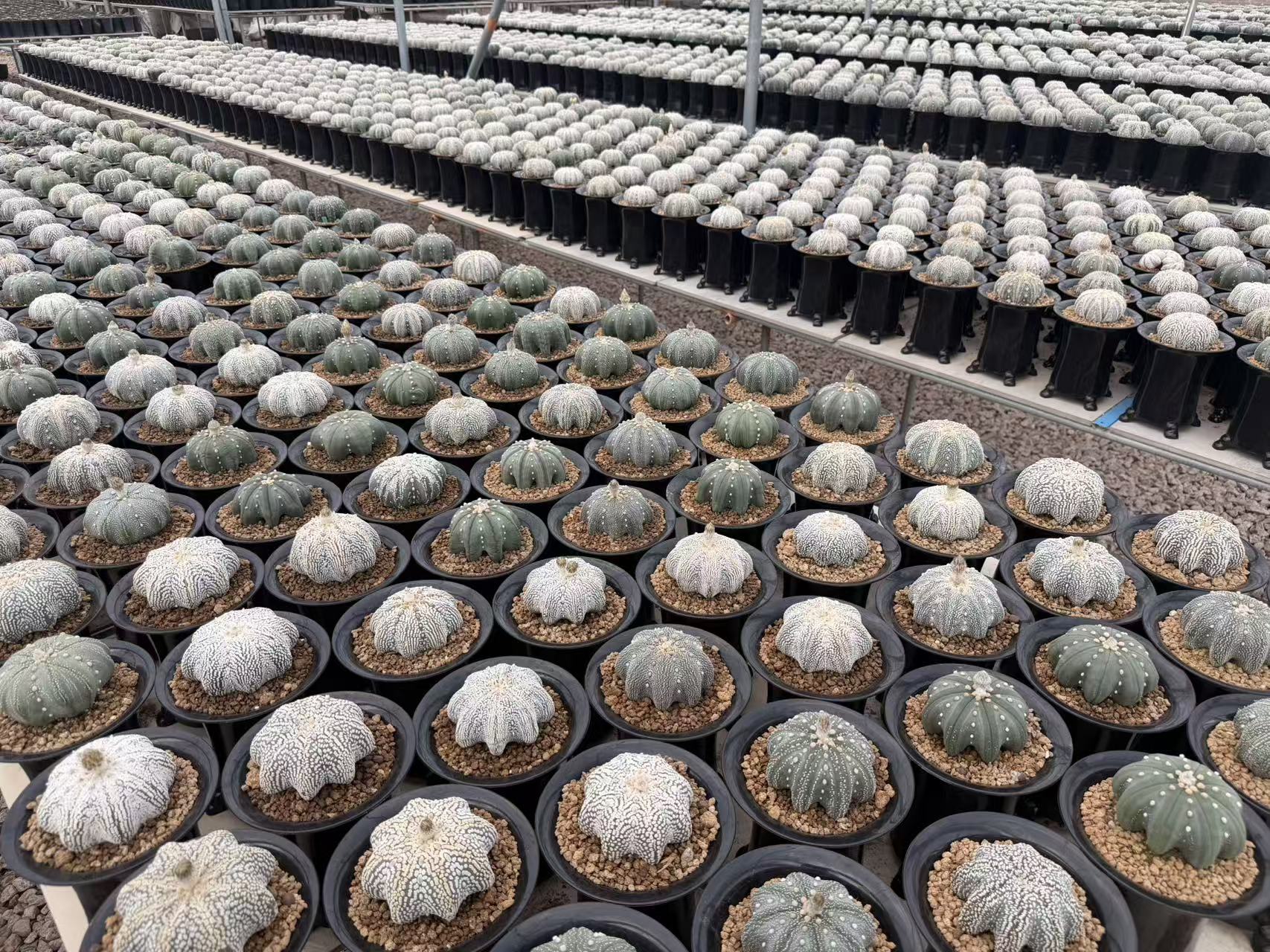 Astrophytum