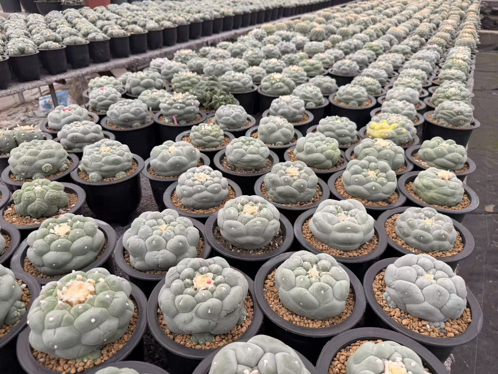 Greenhouse Panorama